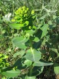 Euphorbia agraria. Цветущее растение. Украина, г. Запорожье, возле арочного моста. 28.04.2012.