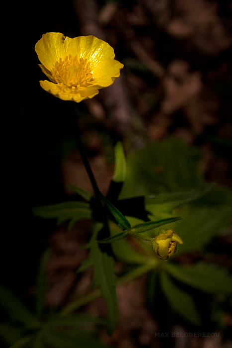 Изображение особи Ranunculus cassubicus.