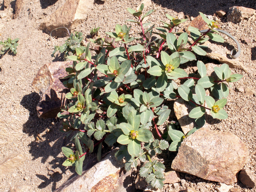 Изображение особи Euphorbia monocyathium.