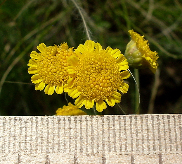 Изображение особи Tanacetum millefolium.