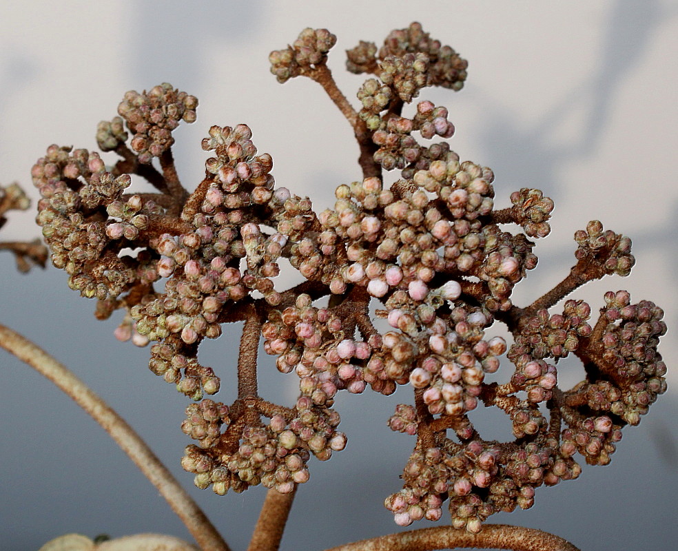 Изображение особи Viburnum rhytidophyllum.