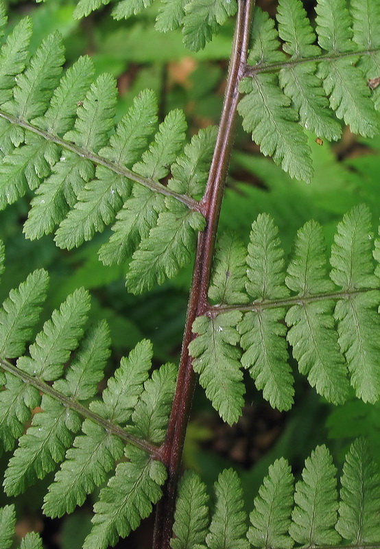 Изображение особи Athyrium sinense.