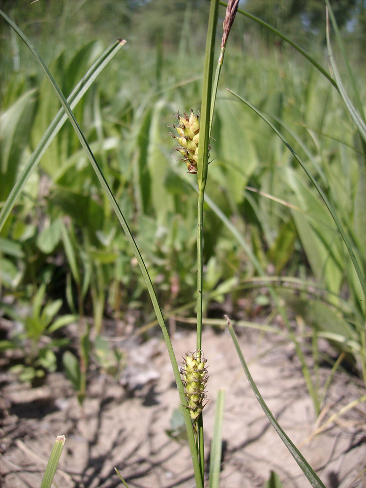 Image of genus Carex specimen.