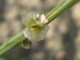 Salsola tragus. Часть побега с плодом. Украина, г. Запорожье, район Гребного канала, возле ул. 40-летия Победы. 15.09.2011.