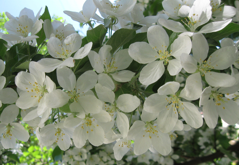 Image of Malus prunifolia specimen.