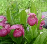 Cypripedium macranthos