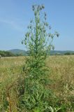 Cirsium pendulum