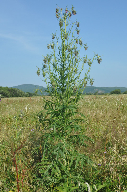 Изображение особи Cirsium pendulum.