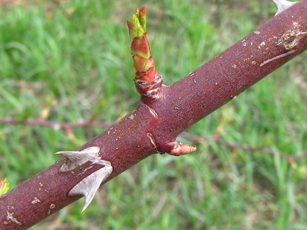 Изображение особи Rosa canina.