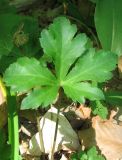 Sanicula europaea