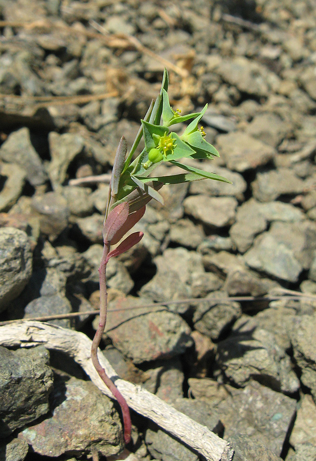 Image of Euphorbia taurinensis specimen.