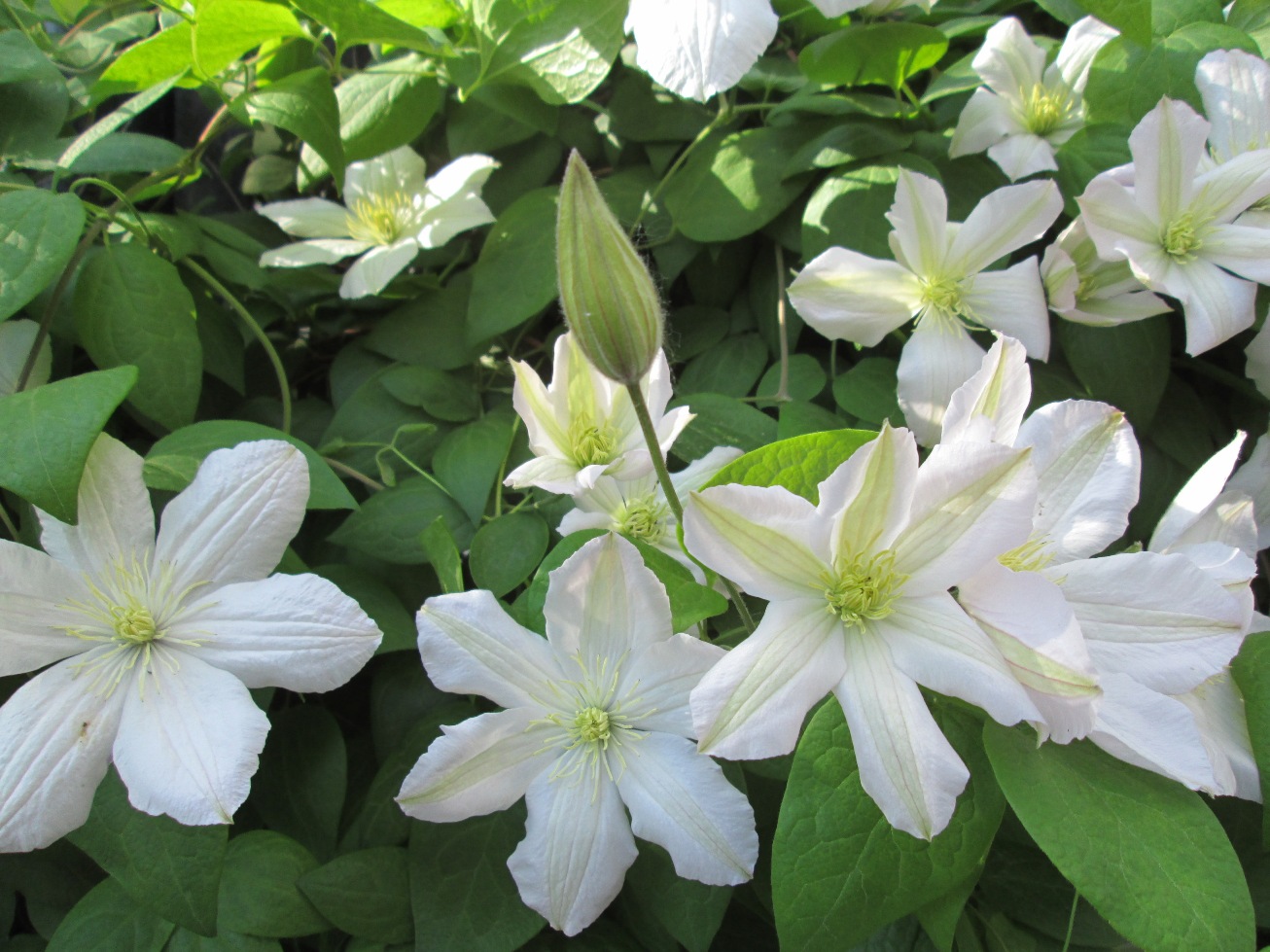 Изображение особи род Clematis.