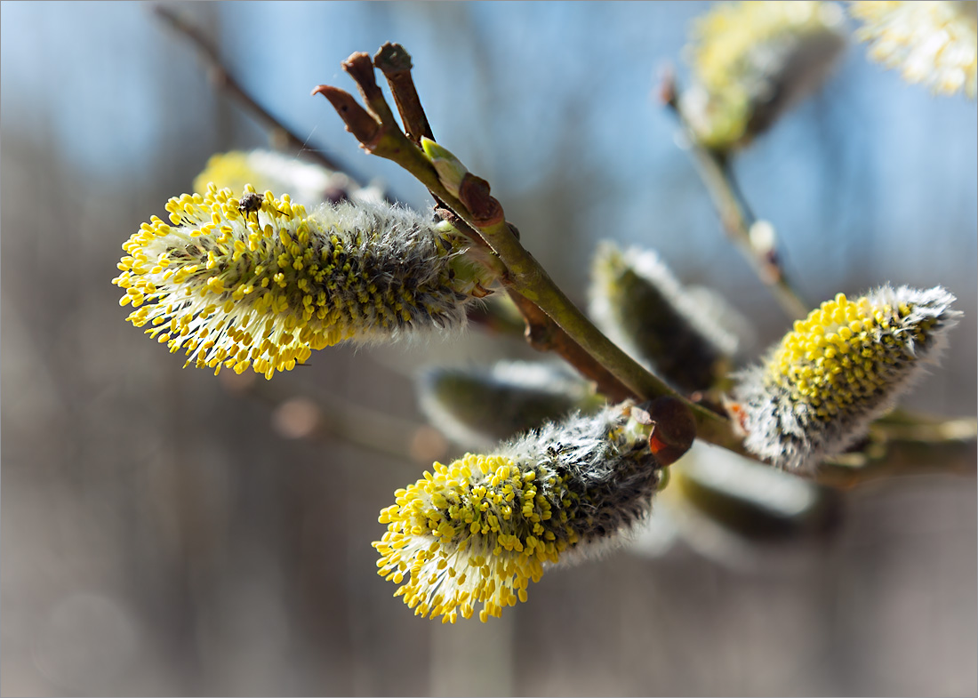 Изображение особи Salix &times; laurina.