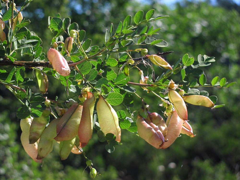 Image of Colutea cilicica specimen.