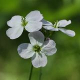 Cardamine pratensis. Цветки. Ленинградская обл., побережье в р-не пос. Большая Ижора, окрайка черноольховой топи. 31.05.2009.