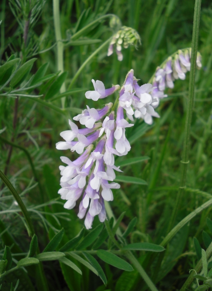 Image of Vicia villosa specimen.