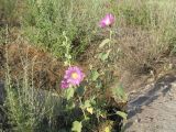 Alcea litwinowii