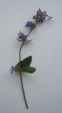 Nepeta grandiflora