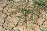 Phalaris minor