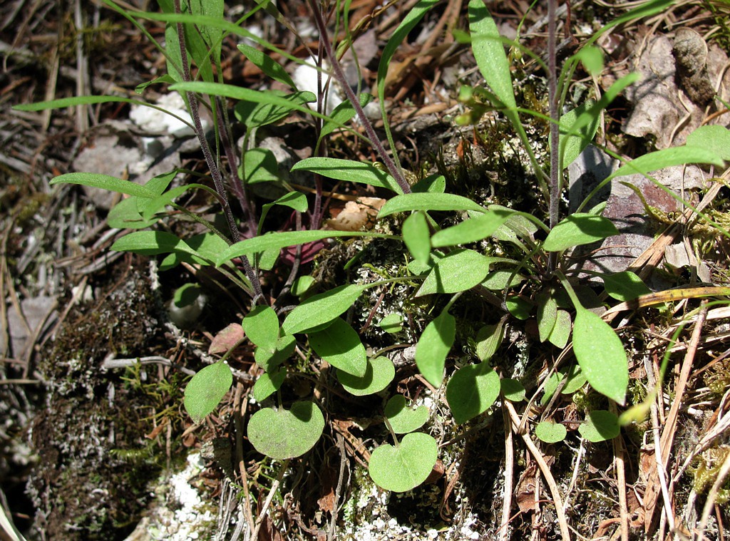 Image of Campanula rotundifolia specimen.