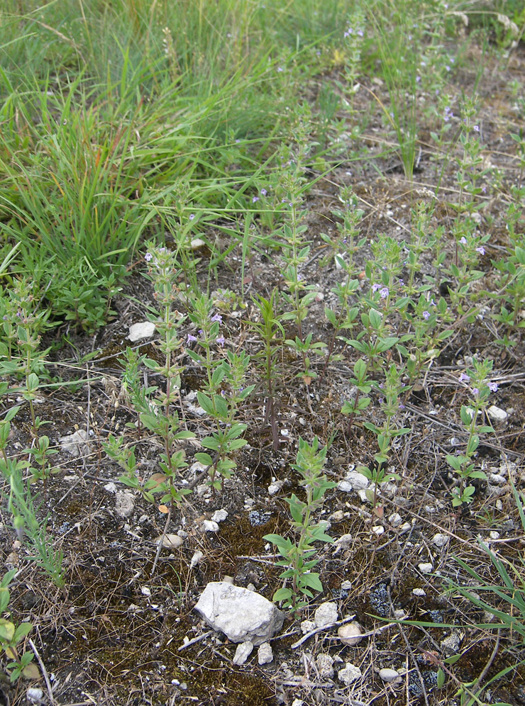 Image of Ziziphora acinos specimen.