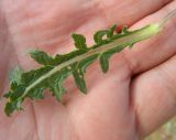 Verbascum pinnatifidum. Лист. Крым, Керченский п-ов, окр. пос. Курортное, песчаная перемычка между оз. Чокрак и Азовским морем. Июнь 2010 г.