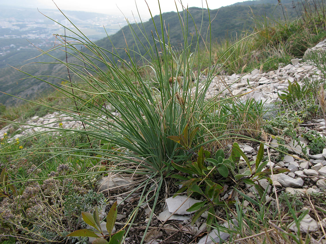 Изображение особи род Asphodeline.