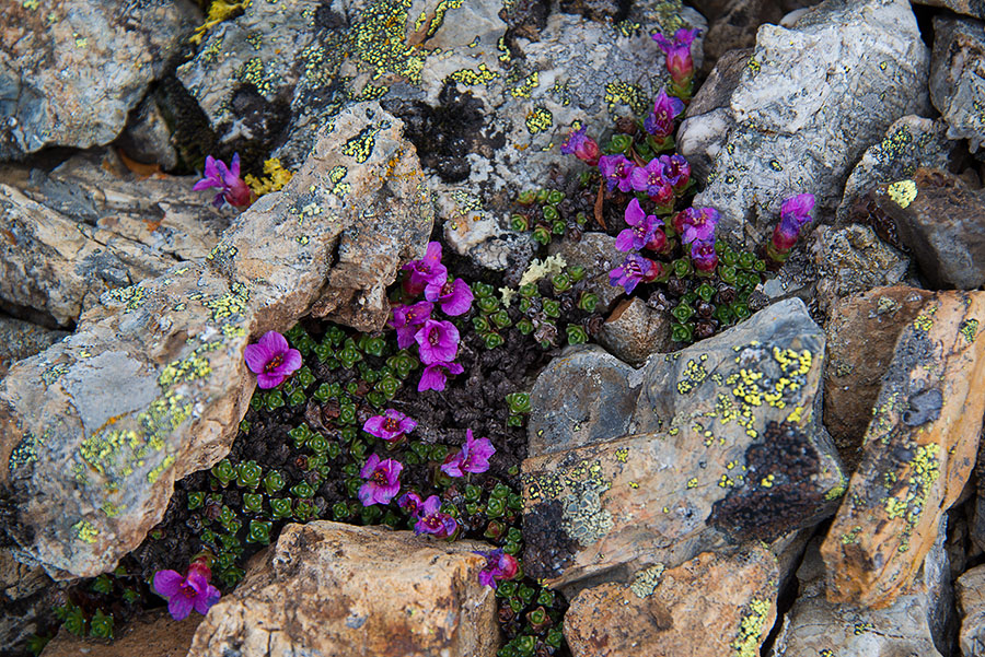 Image of Saxifraga asiatica specimen.