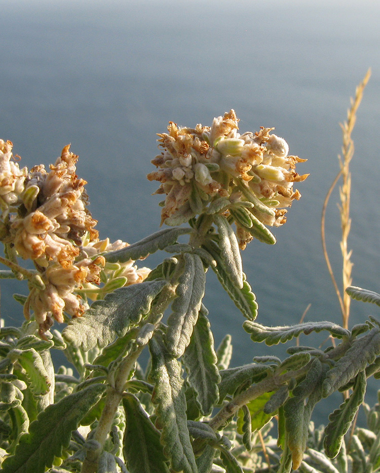 Изображение особи Teucrium capitatum.