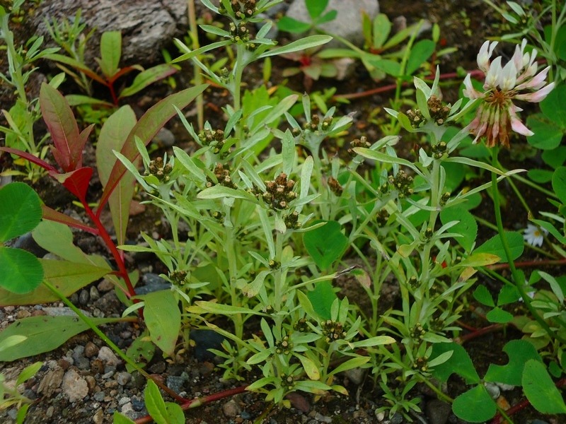 Image of Gnaphalium uliginosum specimen.