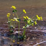 Caltha palustris
