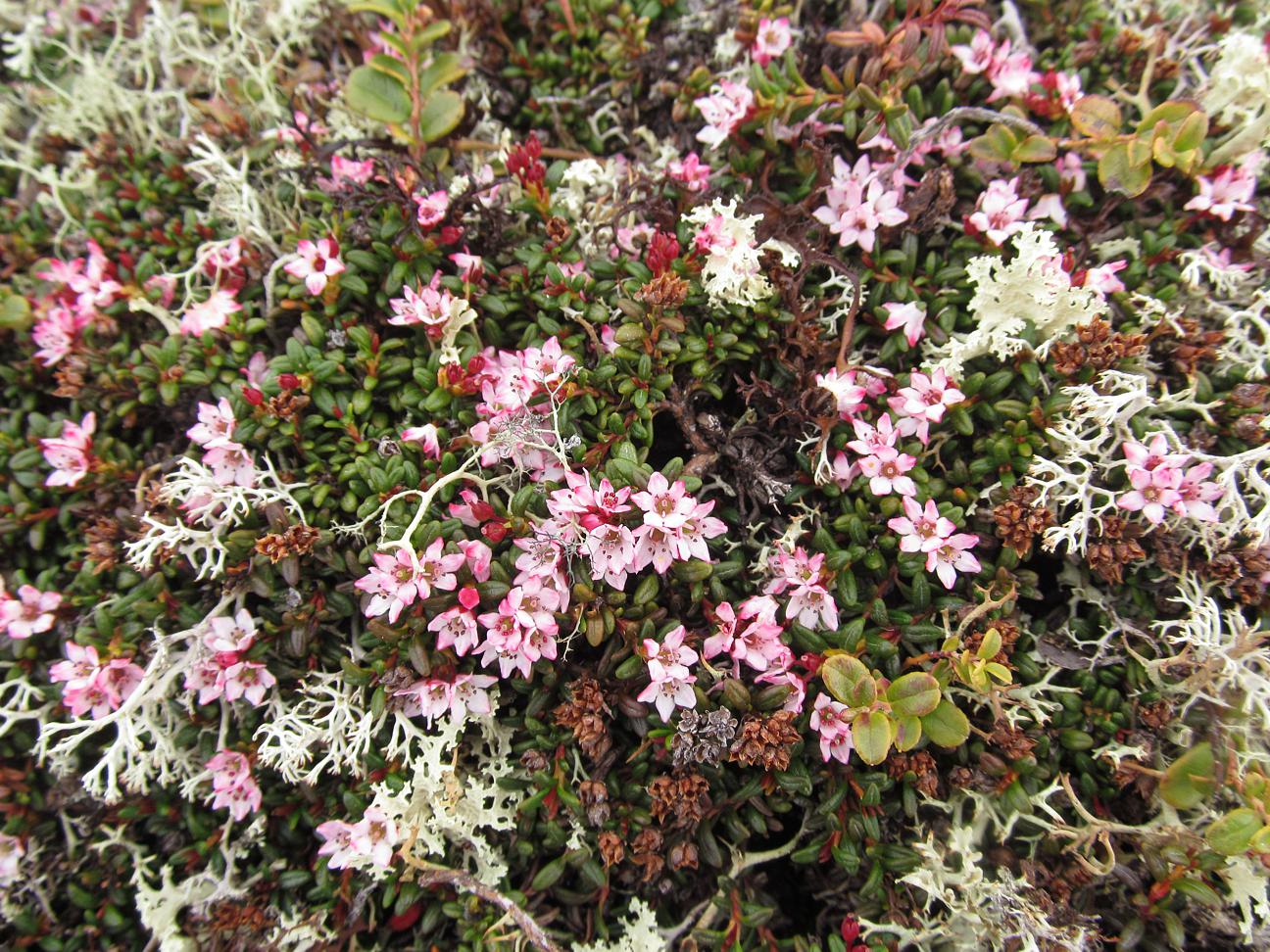 Image of Loiseleuria procumbens specimen.