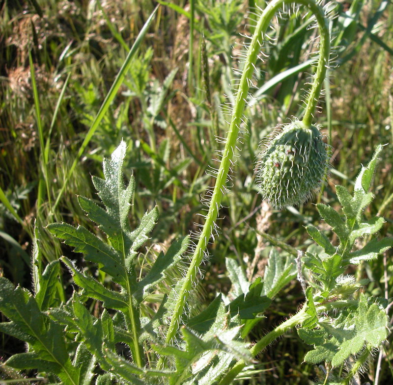 Изображение особи Papaver rhoeas.