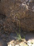 Deschampsia cespitosa