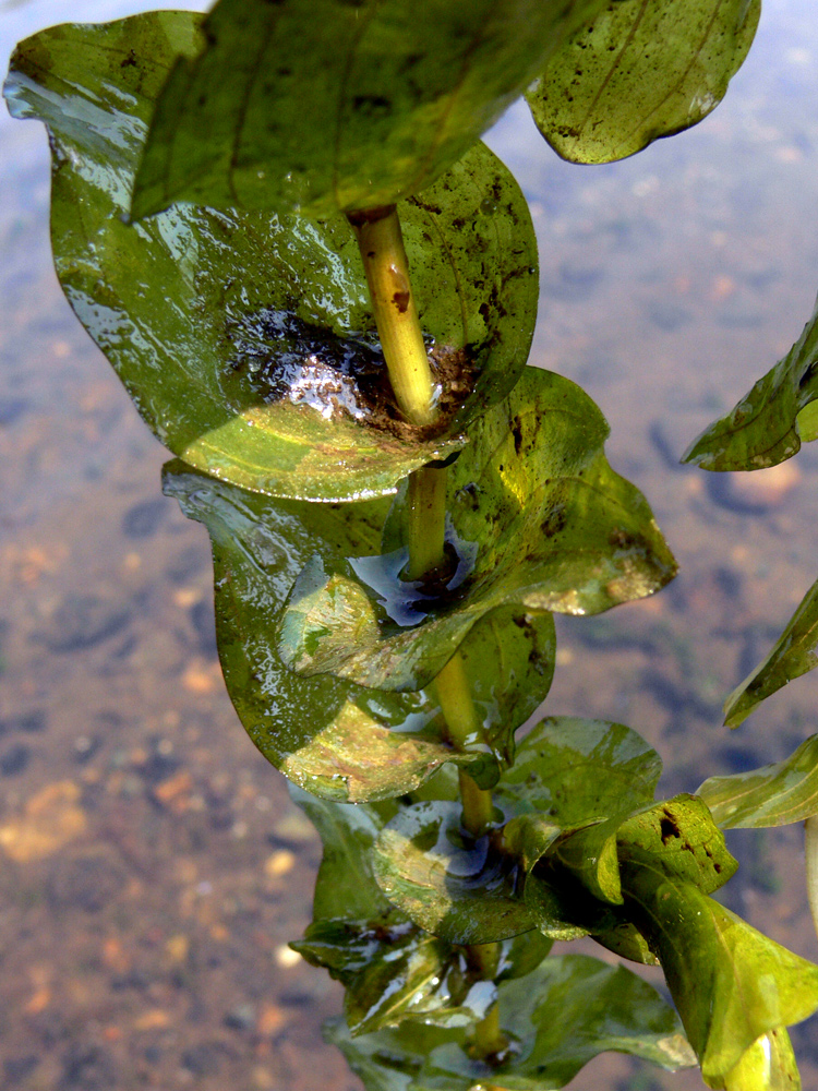 Изображение особи Potamogeton perfoliatus.