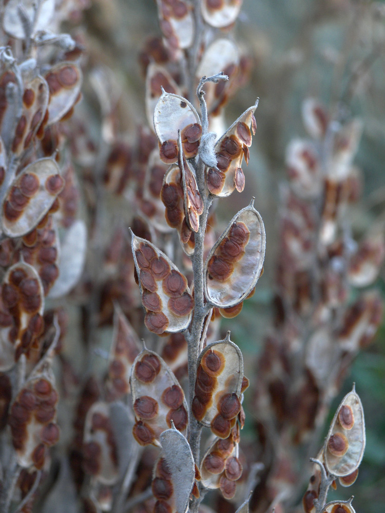 Изображение особи Fibigia eriocarpa.