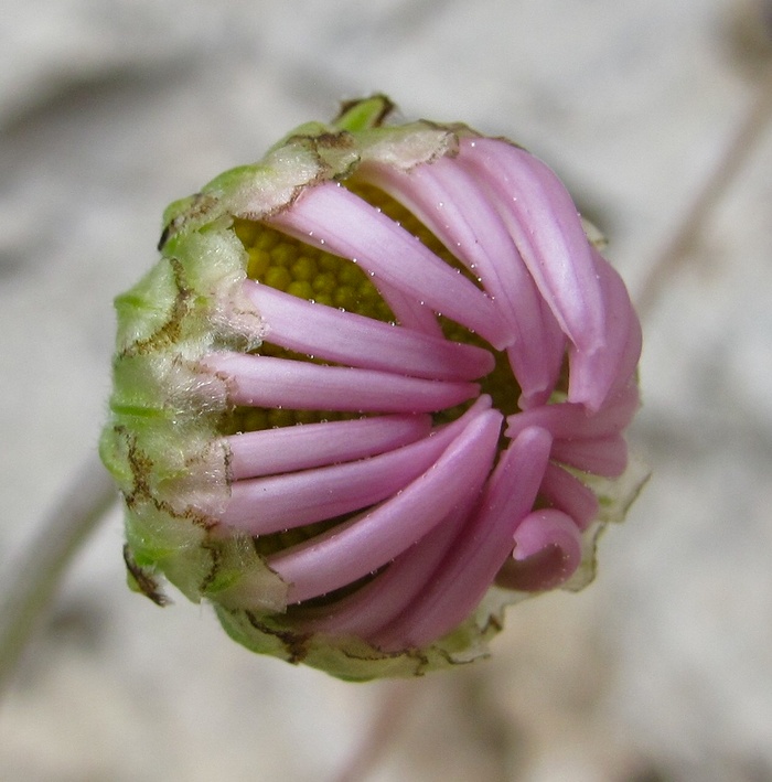 Image of Chrysanthemum zawadskii specimen.