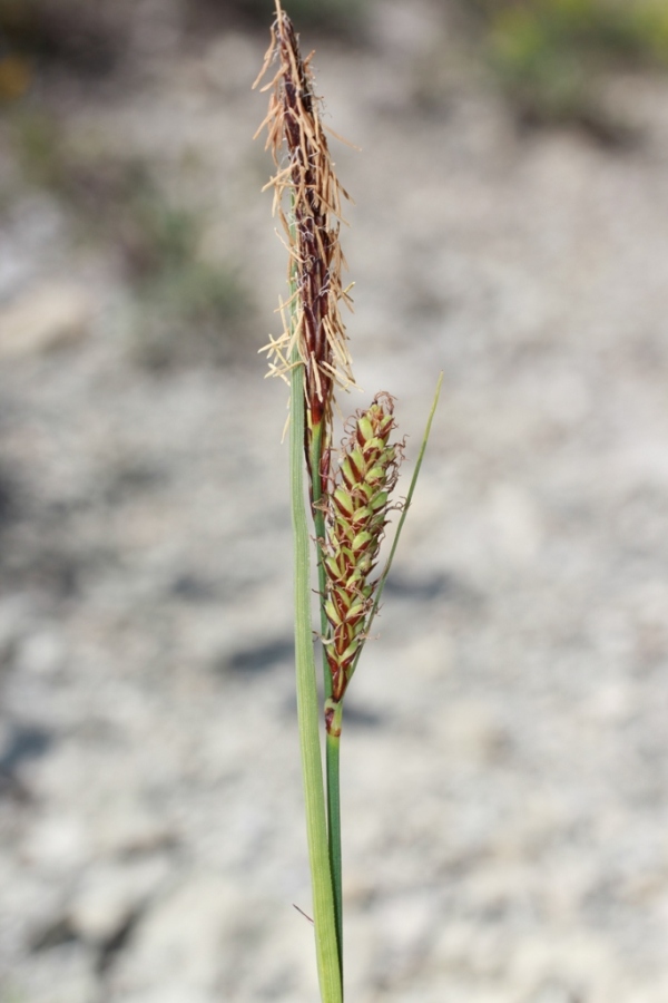 Изображение особи Carex cuspidata.