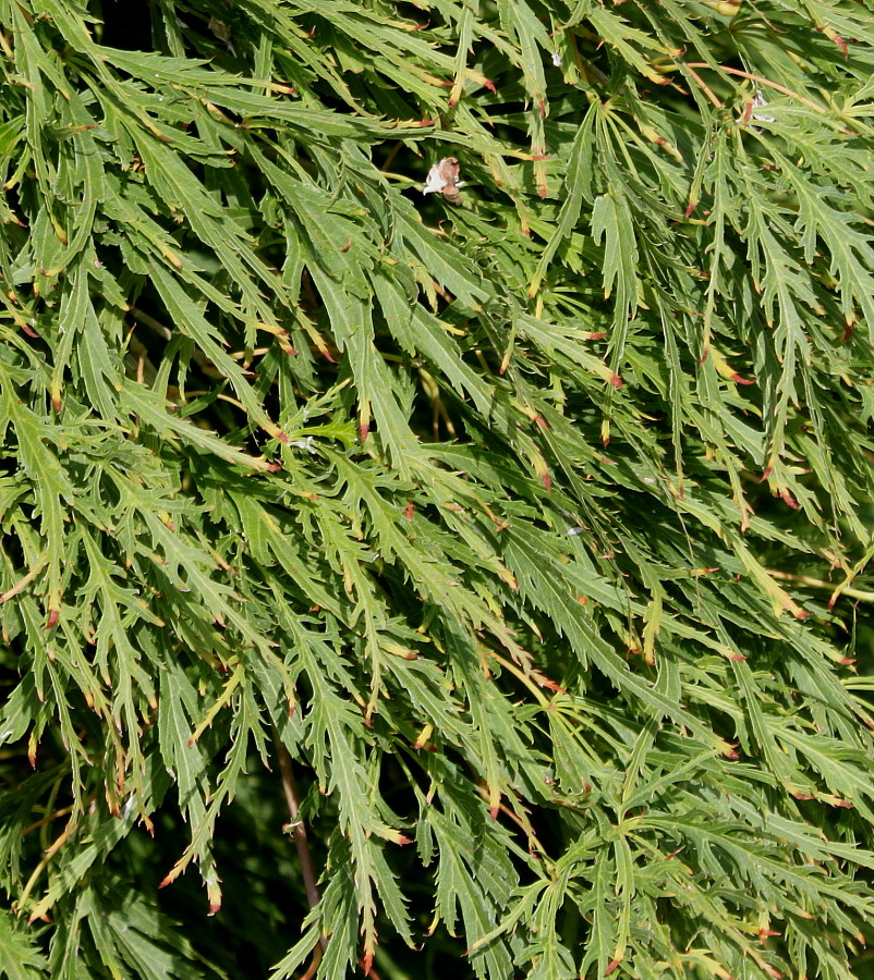 Image of Acer palmatum specimen.