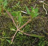Image of taxon representative. Author is Геннадий Окатов
