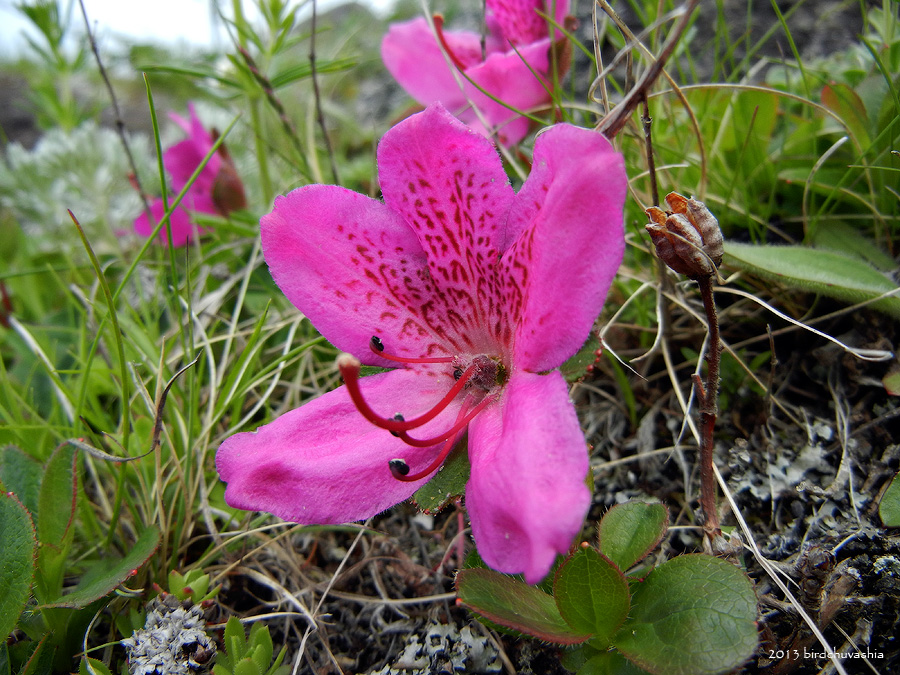 Изображение особи Rhododendron camtschaticum.