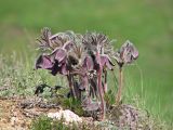 Pulsatilla ucrainica