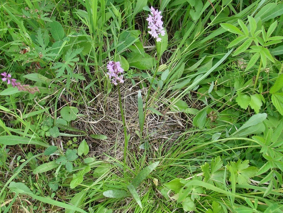 Image of Dactylorhiza fuchsii specimen.
