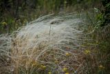 род Stipa