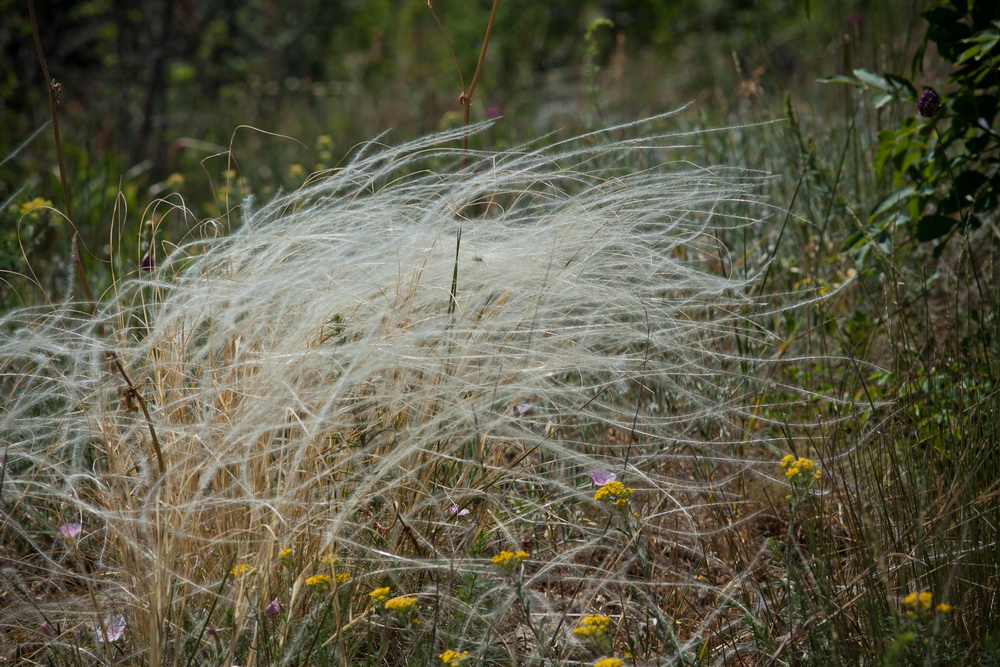Image of genus Stipa specimen.