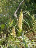 Orchis anthropophora