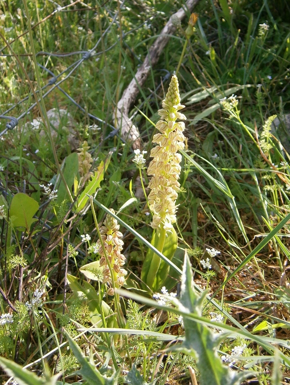 Image of Orchis anthropophora specimen.