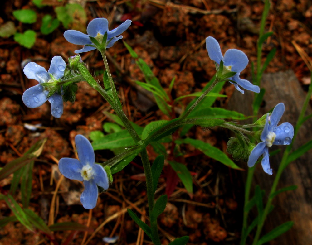 Изображение особи Eritrichium pectinatum.