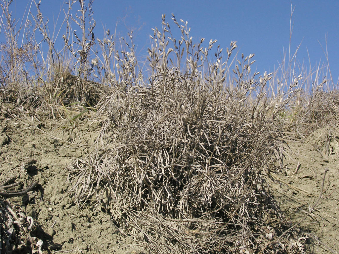 Image of Onosma volgensis specimen.