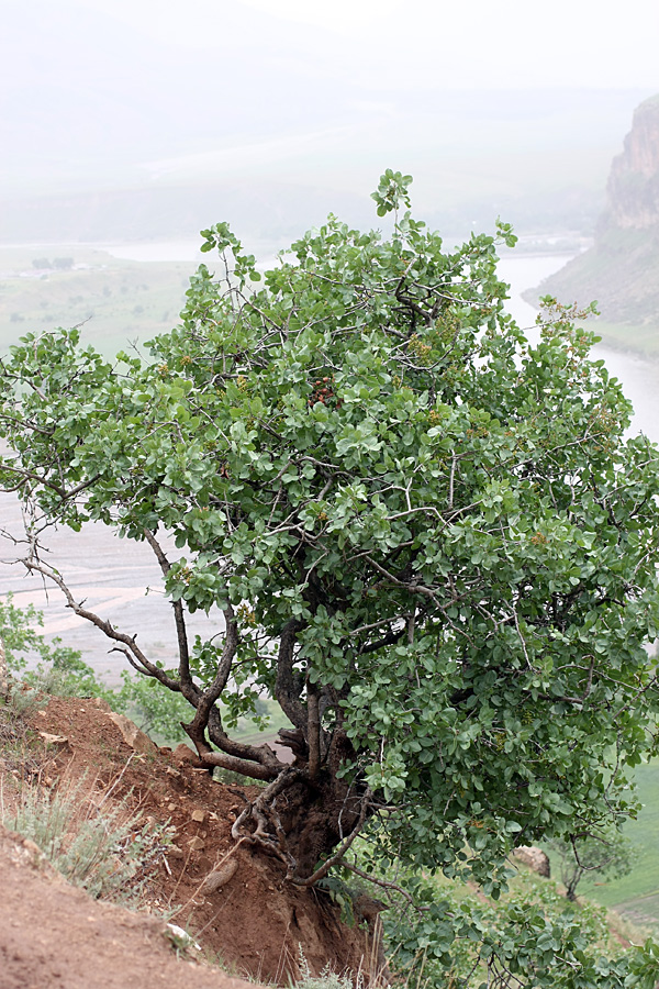 Image of Pistacia vera specimen.